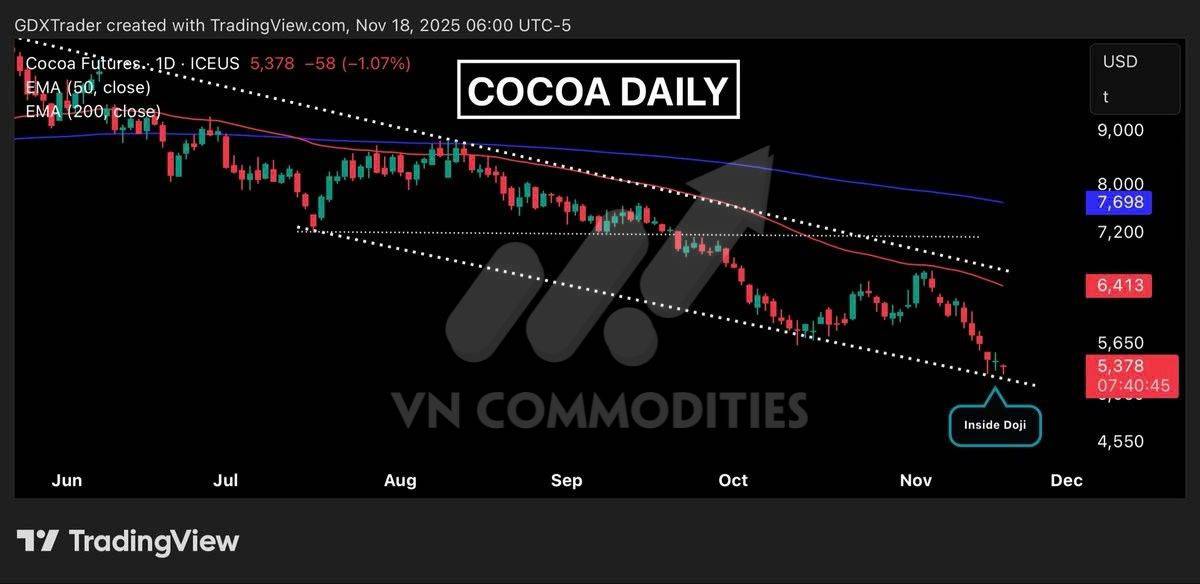 Nông sản 19/11 - Ngô giữ vững xu hướng tăng, cà phê bật khỏi vùng xoay chiều, ca cao tích lũy chuẩn bị cho biến động mới
