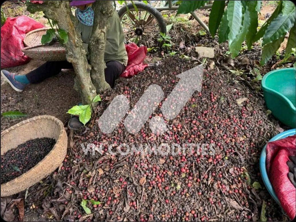 Đậu tương tiếp tục tăng tốc; cà phê Tây Nguyên thiệt hại nặng sau mưa lịch sử