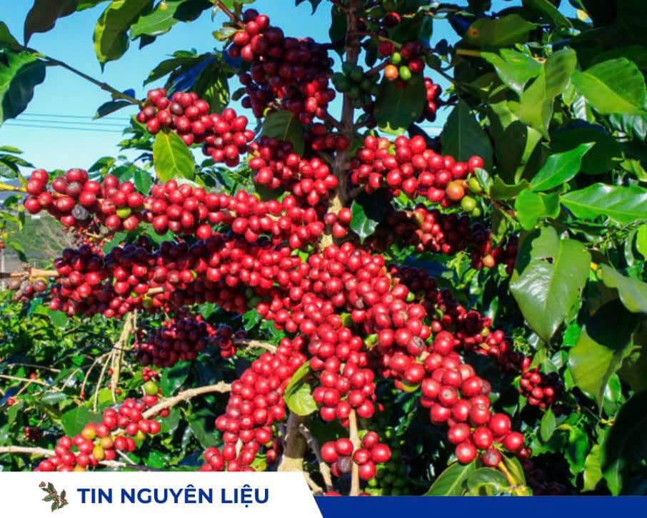 Giá cafe 03/12/2025 liên tiếp rớt giá tiệm cận 100,000 đồng/kg