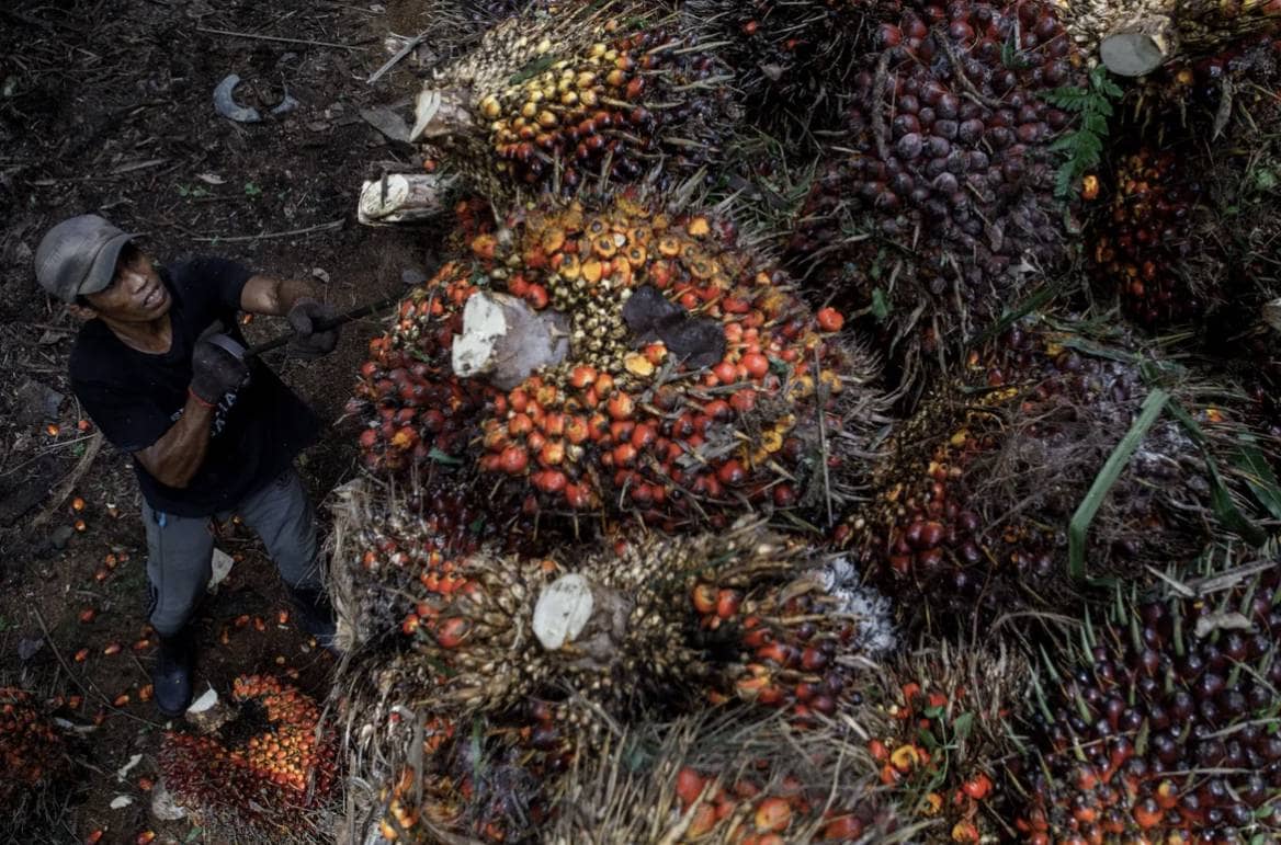 Dự trữ dầu cọ của Malaysia đạt mức cao nhất trong sáu năm do xuất khẩu giảm