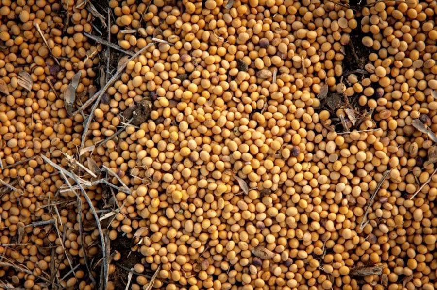 Trung Quốc “khất” cam kết mua đậu tương Mỹ: Dòng chảy thương mại đang kể câu chuyện hoàn toàn khác.  ...