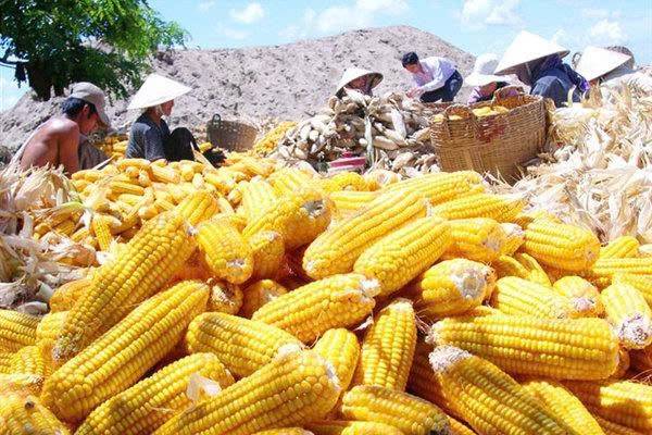 🌽 Cơ hội tích lũy Ngô giá thấp – Góc nhìn đầu tư cho quý I/2026. Giá ngô kỳ hạn thời gian qua vẫn duy  ...