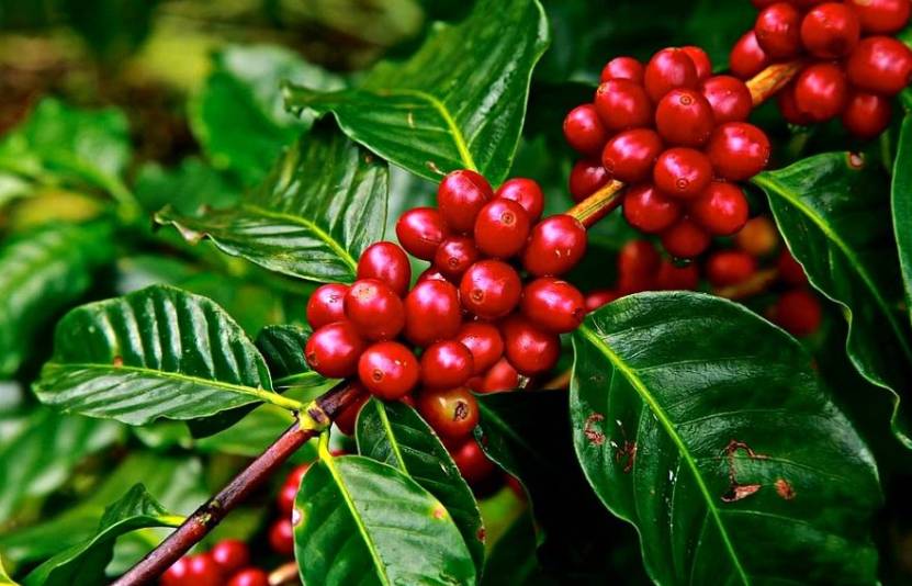 Giá cà phê 10/12: Tăng nhẹ trở lại dù thị trường chịu nhiều sức ép