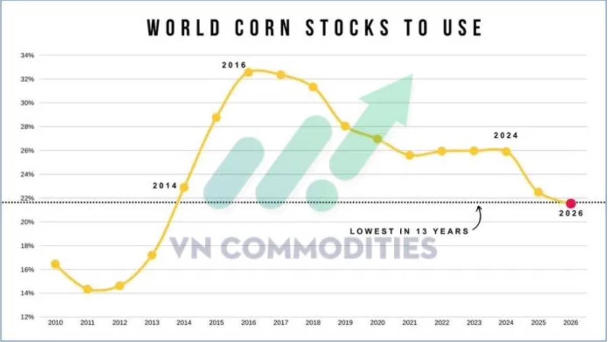 USDA nâng mạnh xuất khẩu ngô, lúa mì thế giới dư cung thêm – Argentina giảm thuế, Việt Nam tăng vọt xuất khẩu cà phê