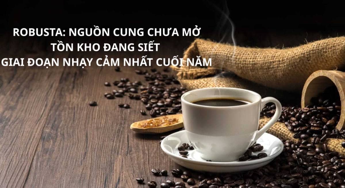 ☕ ROBUSTA: NGUỒN CUNG CHƯA MỞ, TỒN KHO ĐANG SIẾT – GIAI ĐOẠN NHẠY CẢM NHẤT CUỐI NĂM. ﻿. Thị trường Robusta  ...