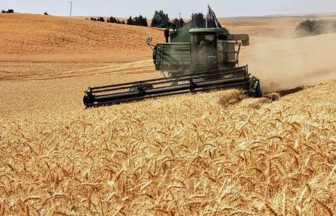 Lúa Mì Chịu Áp Lực Dư Cung Toàn Cầu: Năng Suất Phục Hồi, Chính Sách Xuất Khẩu Nới Lỏng Kìm Hãm Đà Giá