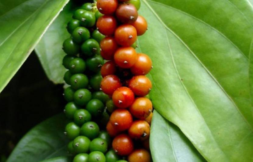 Giá tiêu hôm nay 17/12: Thị trường trong nước đi ngang, Campuchia đẩy mạnh chiến lược hồ tiêu quốc gia