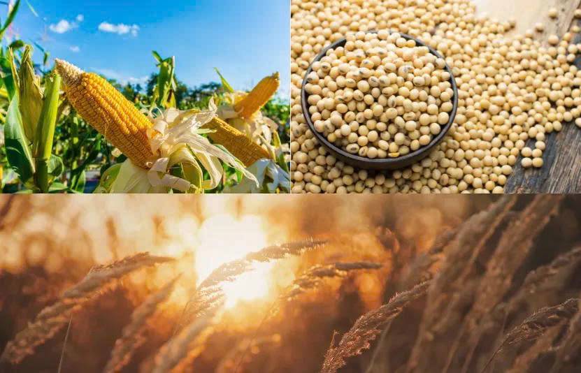 Lúa mì bật lại vì rủi ro Biển Đen, đậu tương Mỹ được Trung Quốc mua mạnh, ngô giữ nền nhờ xuất khẩu