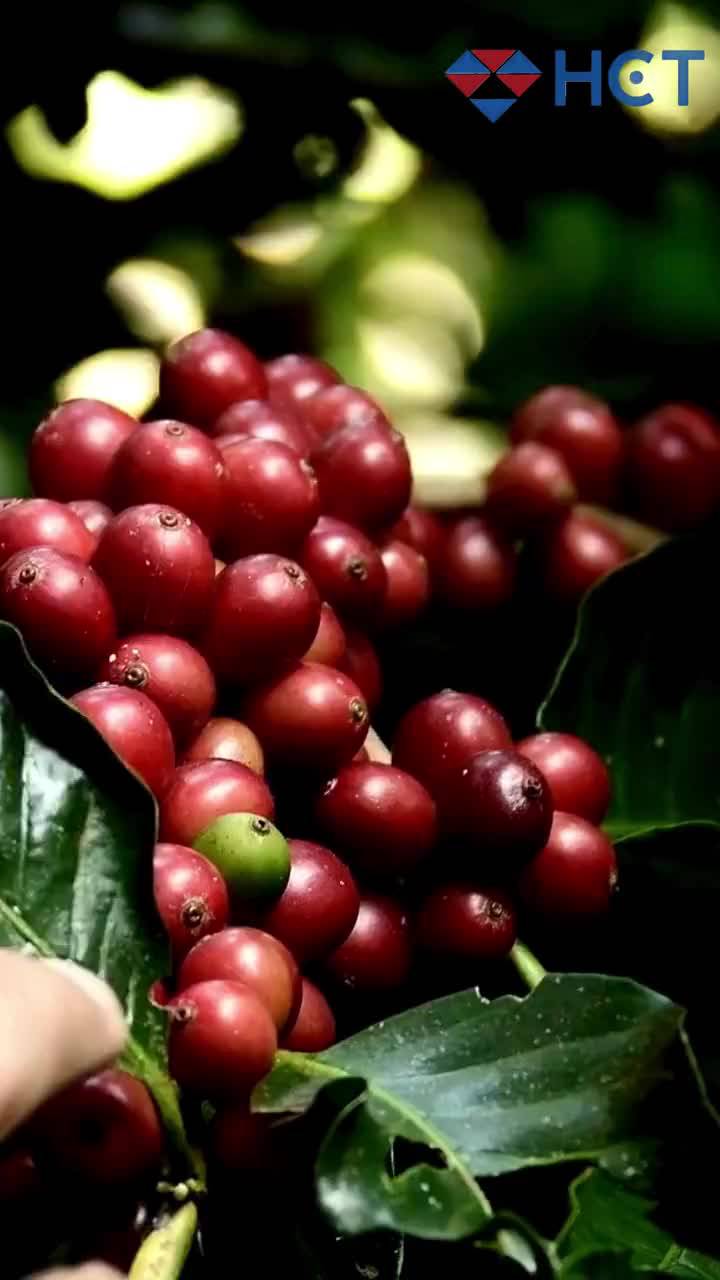 Liên đoàn Cà phê Châu Âu_ Nguồn cung cải thiện, song tồn kho vẫn dưới ngưỡng an toàn