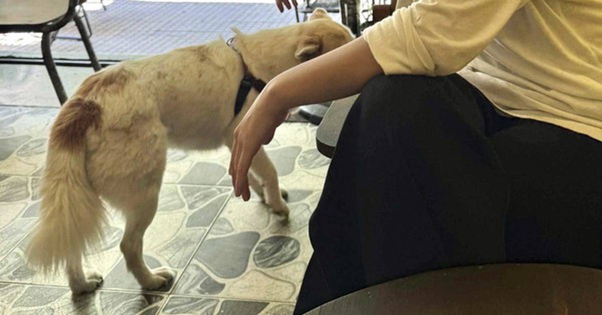 Mức phạt tăng với người nuôi thả chó mèo trong chung cư, vì sao tình trạng này vẫn chưa giảm?