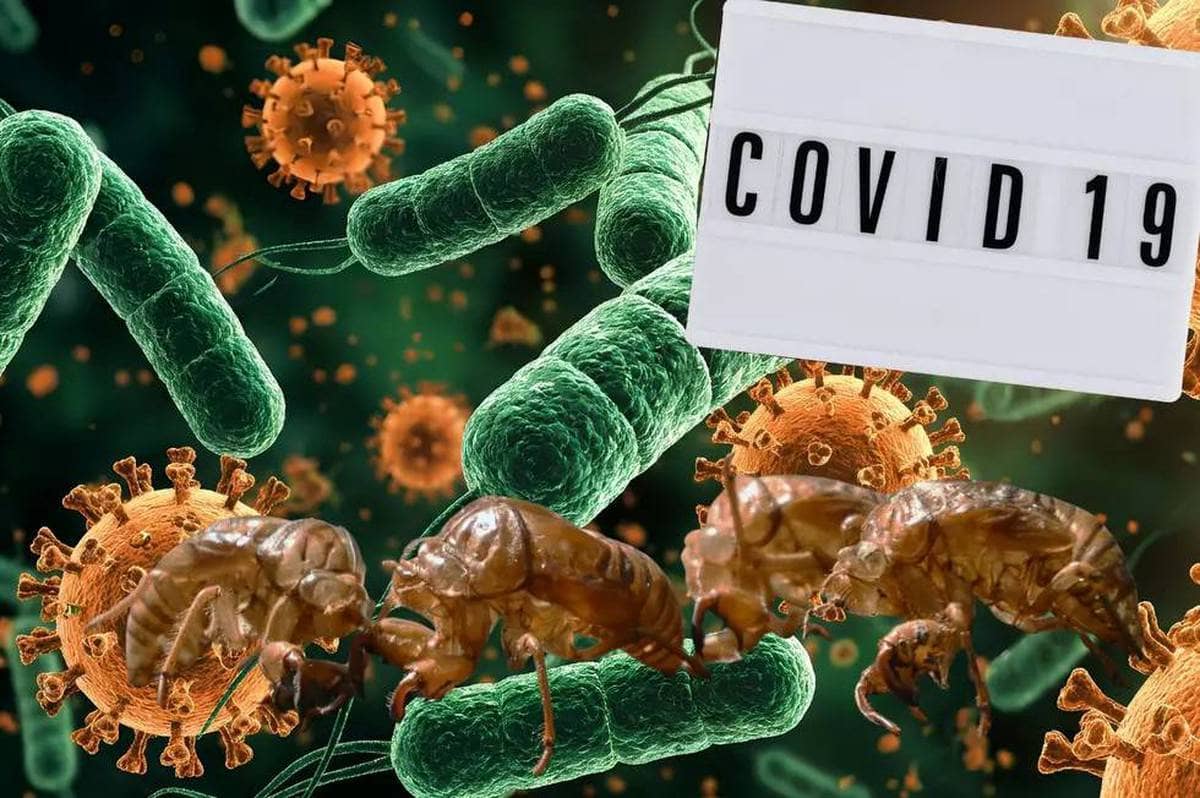 Biến thể COVID “Ve sầu” âm thầm lan rộng tại Mỹ, giới y tế cảnh báo nguy cơ làn sóng dịch mới