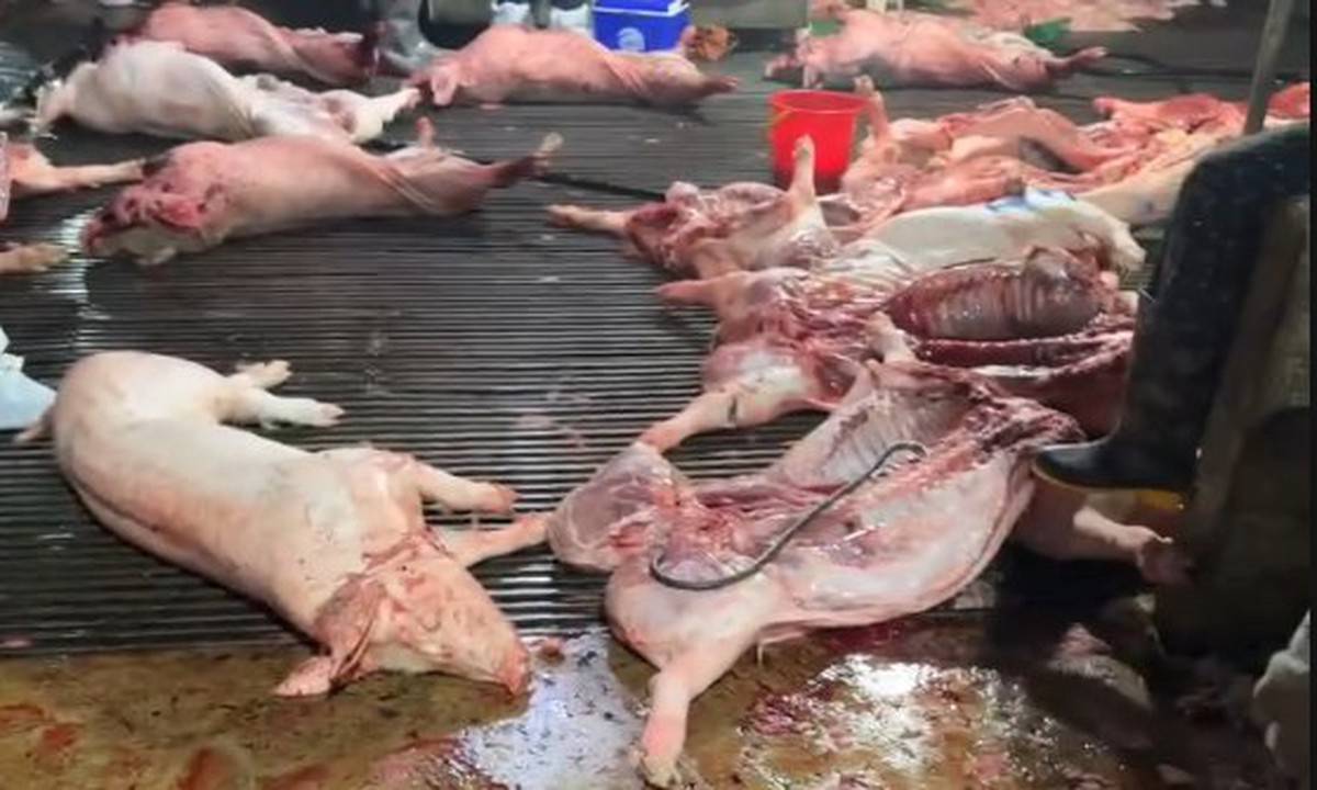 Phanh phui đường dây thịt bẩn chấn động Hà Nội: 3.600 con lợn dịch bị “tuồn” ra chợ