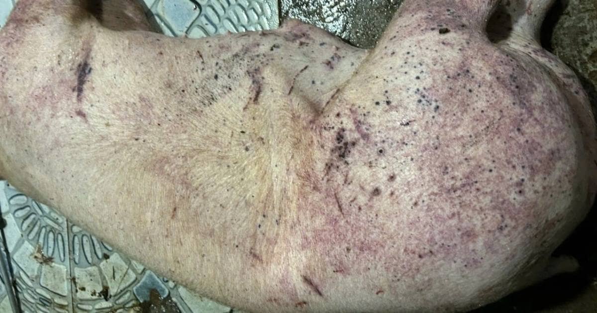 Thủ tướng chỉ đạo điều tra vụ thu gom, tiêu thụ lợn bệnh quy mô lớn