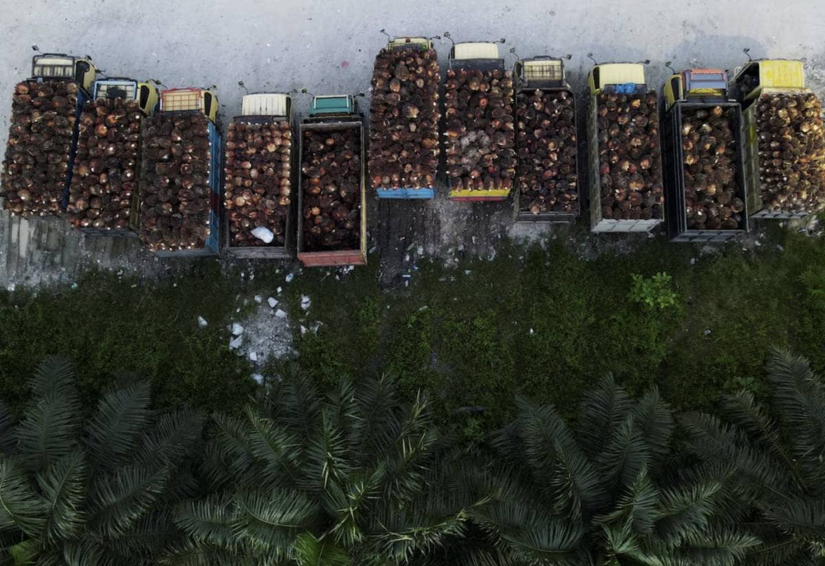 Indonesia cân nhắc tăng thuế xuất khẩu dầu cọ để hỗ trợ chính sách bắt buộc sử dụng nhiên liệu sinh học