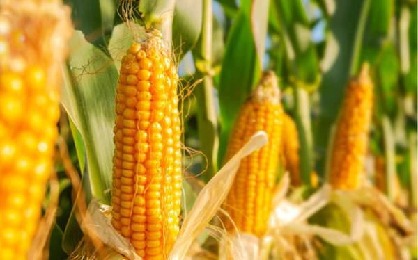 Ngô Kỳ Hạn Tháng 3/2026: Cơ Hội Tăng Trở Lại Sau Nhịp Tích Lũy. 1. Phân tích cơ bản. 2. Phân tích kỹ  ...