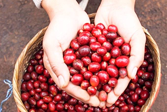 Cà phê Robusta. Với Robusta, vấn đề không nằm ở giá đang cao hay thấp.. Trong chuỗi kinh doanh cà phê,  ...