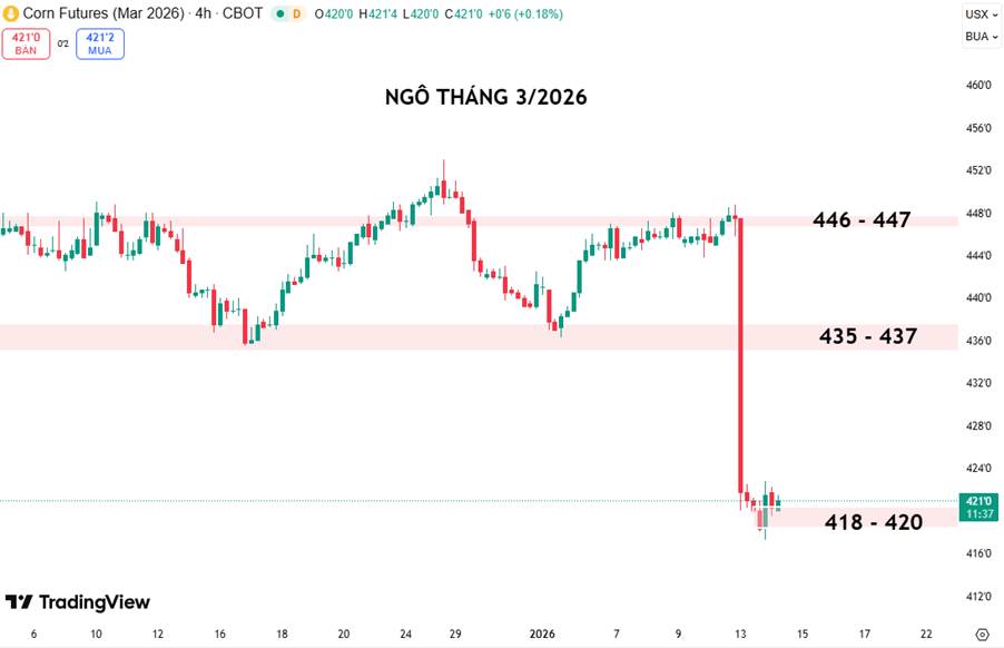 Ngô Tháng 3/2026: Áp Lực Cung Tăng Mạnh, Giá Rơi Về Vùng Đáy Ngắn Hạn