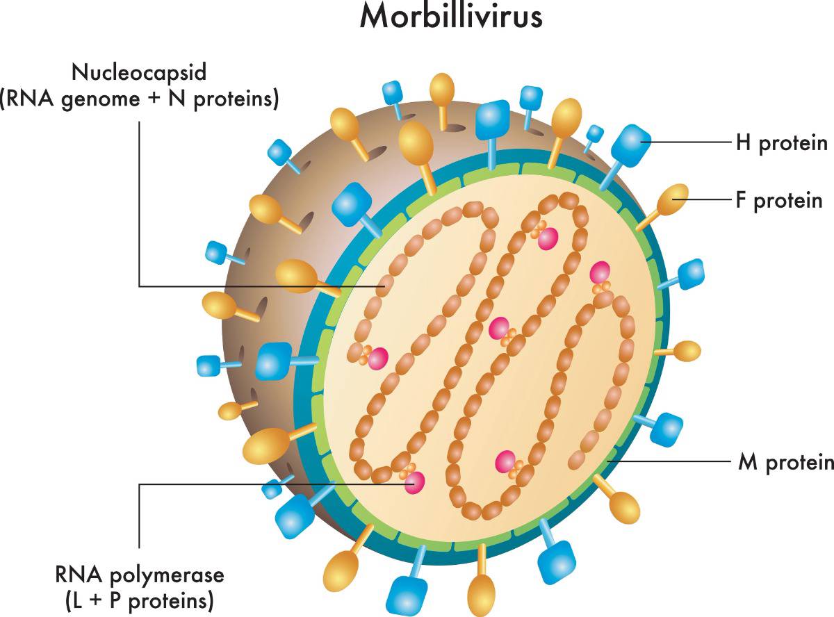 Virus Nipah (NiV) vẫn là một trong những mối đe dọa sinh học tiềm tàng nghiêm trọng nhất thế giới
