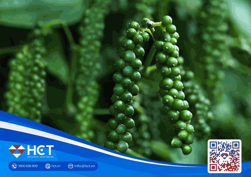 Giá tiêu hôm nay 29/01/2026: Biến động trái chiều, Đắk Lắk giữ vững mức 152.000 VNĐ/kg