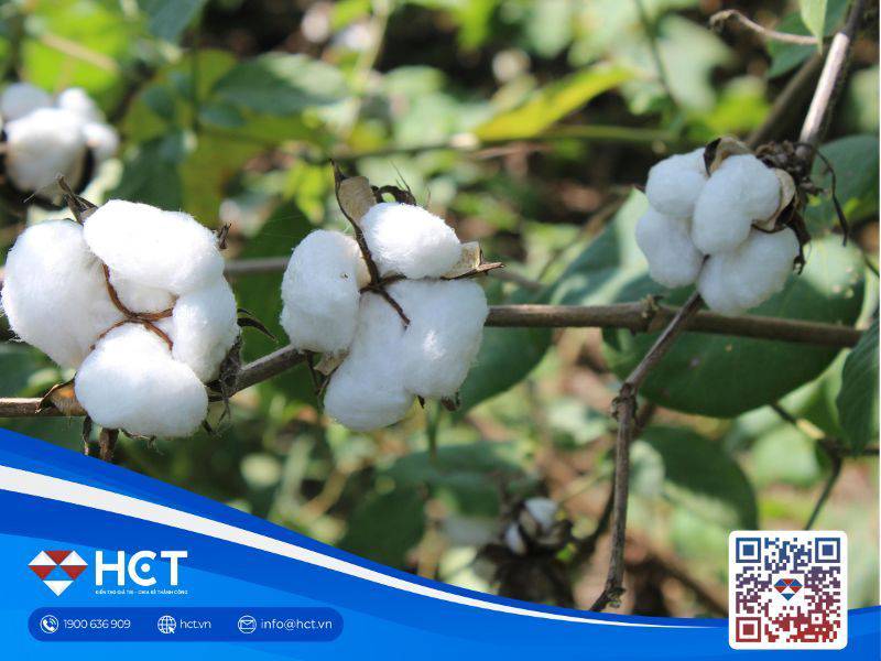 Nguyên liệu công nghiệp tổng hợp ngày 29/01: Bông tìm lực hồi phục, ca cao dư cung kéo dài, đường tiếp tục đi ngang