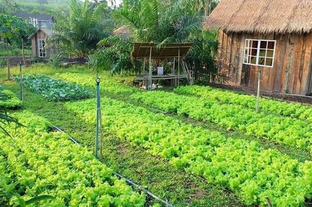 Chuyển đổi đất vườn sang đất ở: Lợi ích và rủi ro cần cân nhắc. Hiện nay, nhu cầu chuyển đổi đất vườn  ...
