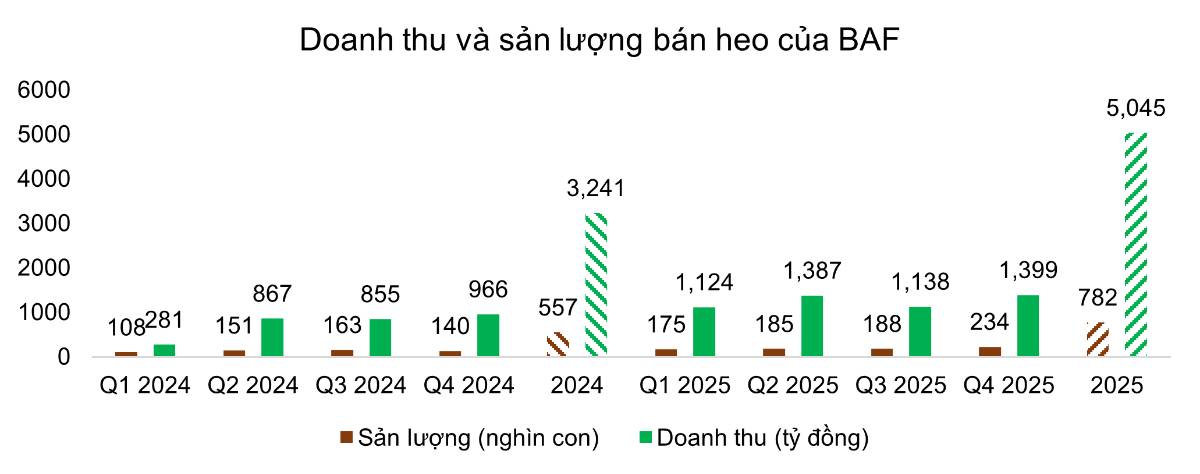 Giá Heo Lập Đỉnh – Nhưng BAF Lại Lỗ Nặng: Sai Ở Chu Kỳ Hay Sai Ở Chiến Lược?