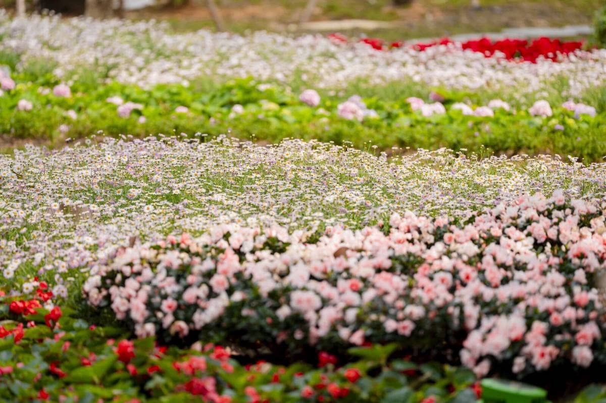 TP. HCM khánh thành Công viên số 1 Lý Thái Tổ – hồi sinh 4,3ha đất trống giữa trung tâm thành phố