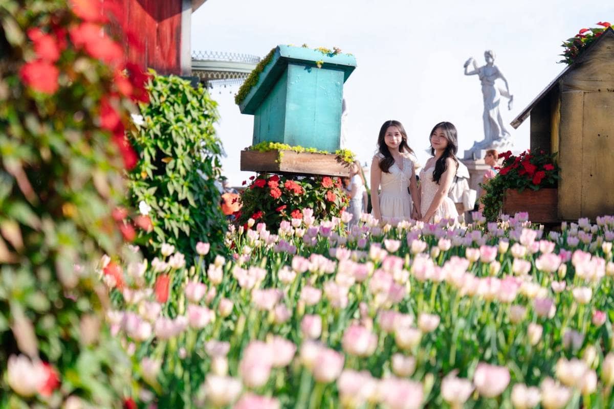 Hơn một triệu bông tulip trên đỉnh Bà Nà - Điểm hẹn mùa xuân Đà Nẵng