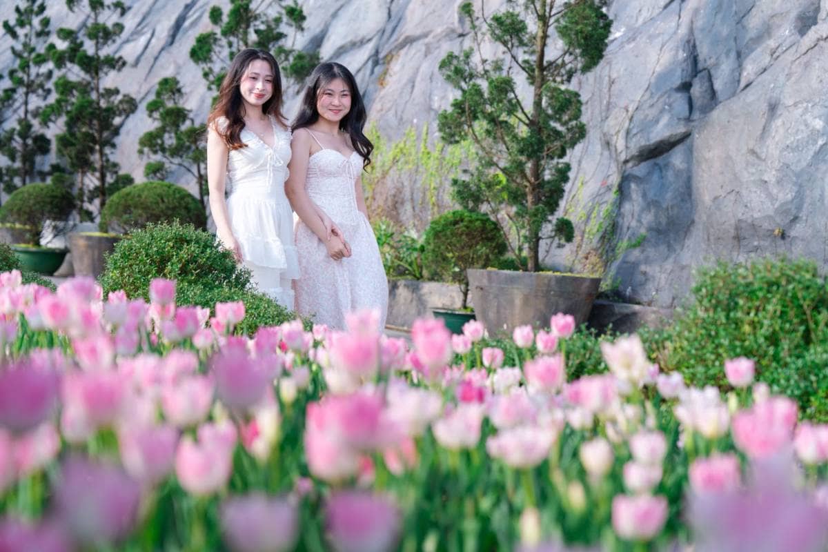 Hơn một triệu bông tulip trên đỉnh Bà Nà - Điểm hẹn mùa xuân Đà Nẵng