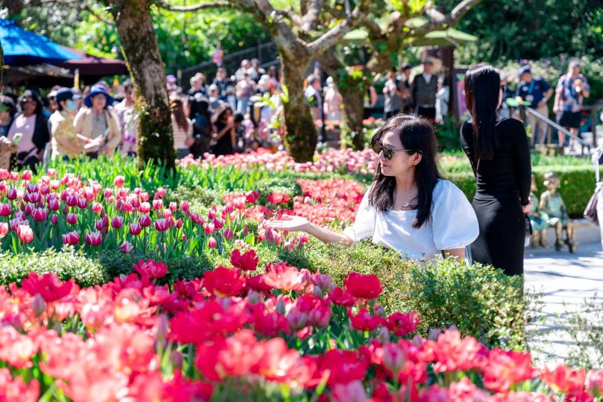 Hơn một triệu bông tulip trên đỉnh Bà Nà - Điểm hẹn mùa xuân Đà Nẵng