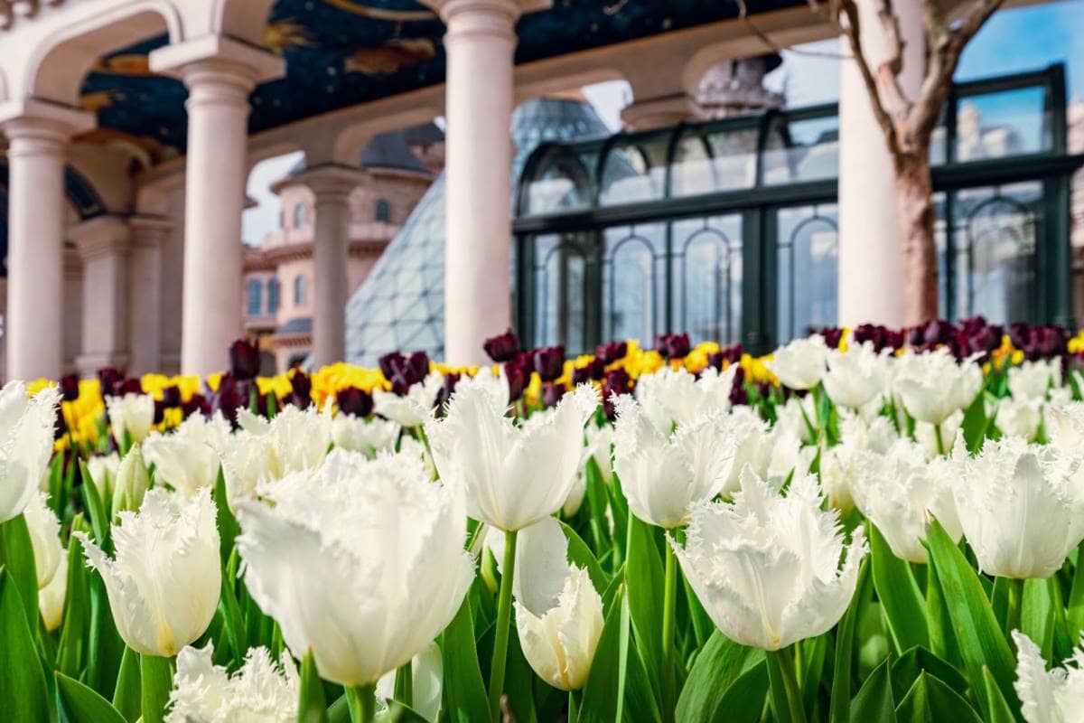 Hơn một triệu bông tulip trên đỉnh Bà Nà - Điểm hẹn mùa xuân Đà Nẵng