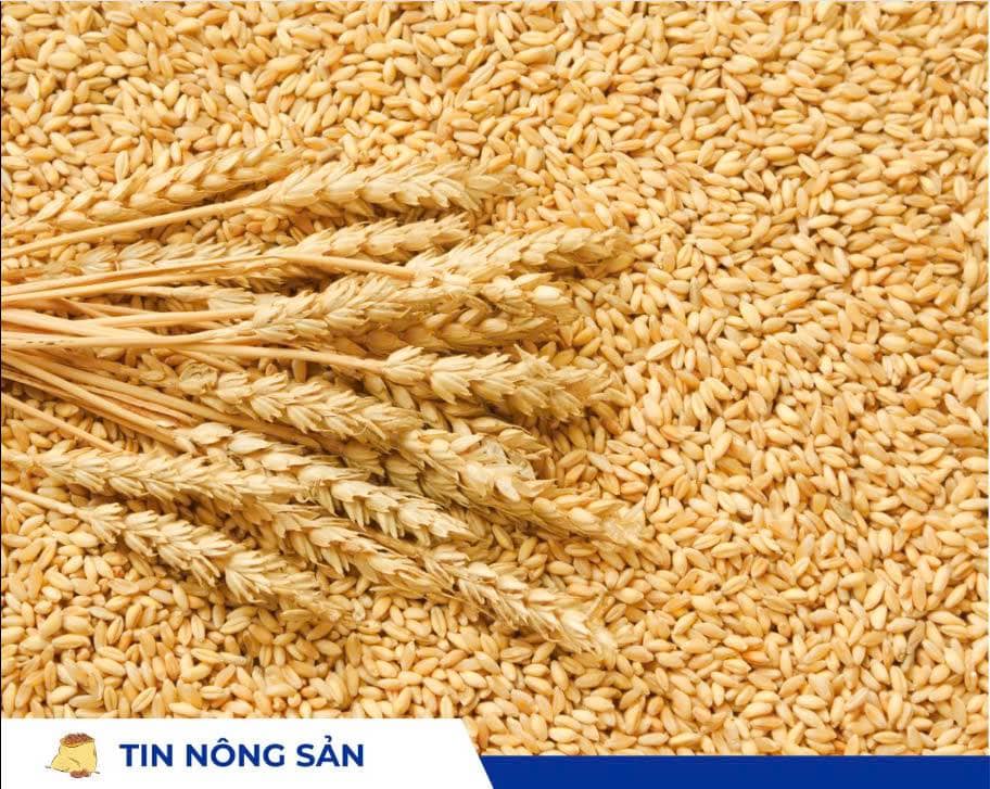 Lúa mì: Áp lực thời tiết và tất toán hợp đồng kéo giá giảm