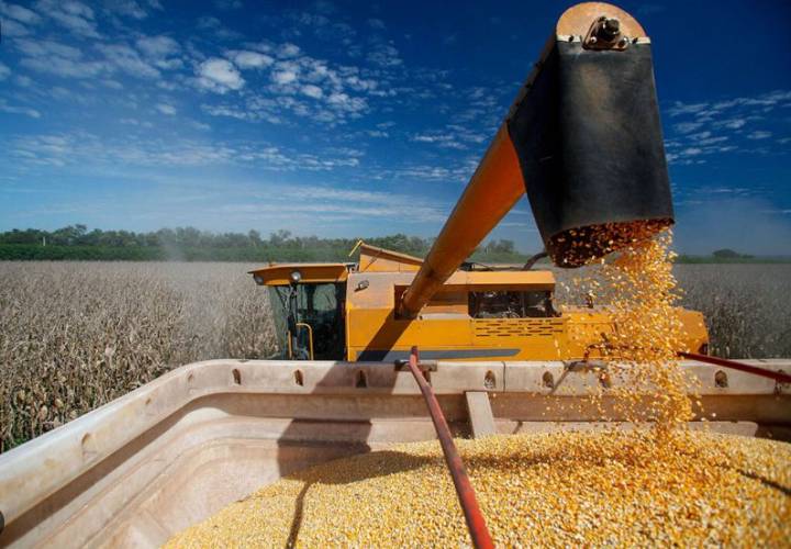 Nguồn cung toàn cầu tăng mạnh khiến lúa mì điều chỉnh, đậu tương biến động theo nhu cầu Châu Á