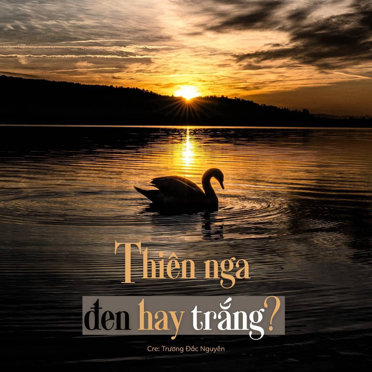 Thiên Nga Đen hay Thiên Nga Trắng: Khi sự bất định bị hiểu sai