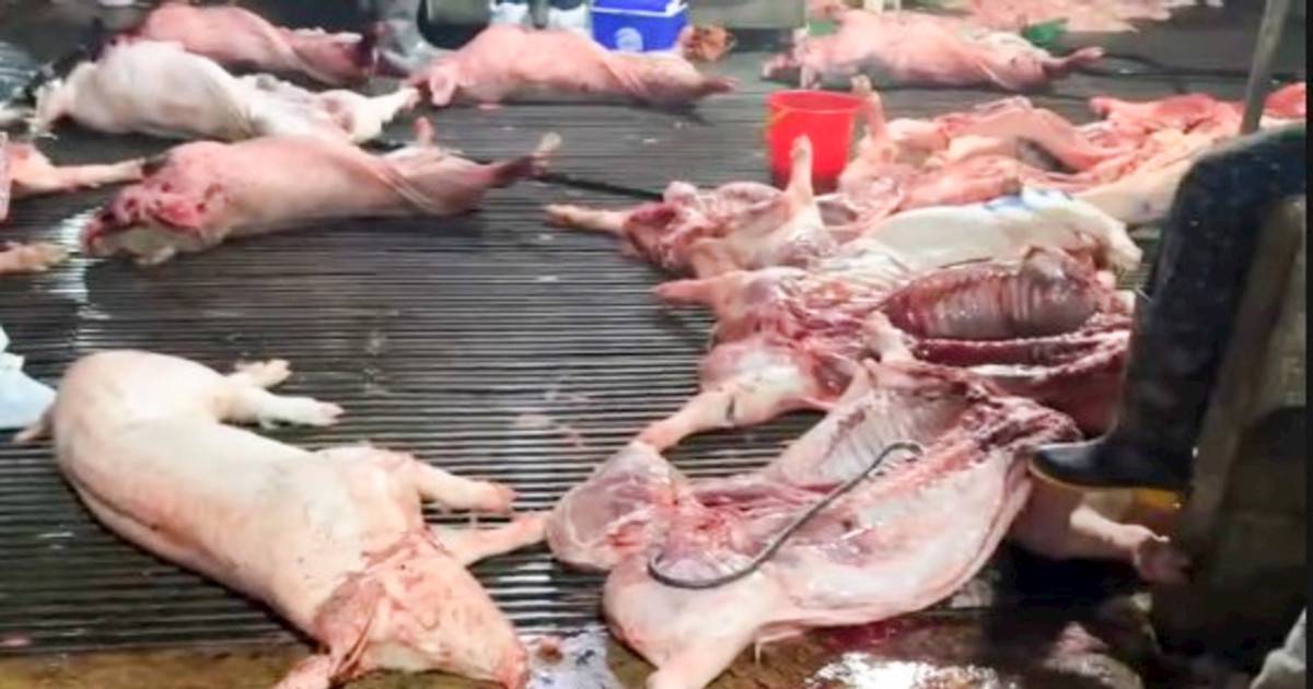 Vụ thịt lợn bệnh vào trường học: Xác định 2 trường từng sử dụng nguồn từ Công ty Cường Phát