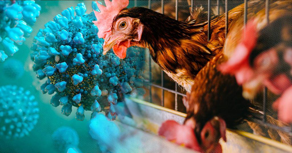 Căng: Virus cúm gia cầm cực nguy hiểm đã lan rộng tới mọi châu lục