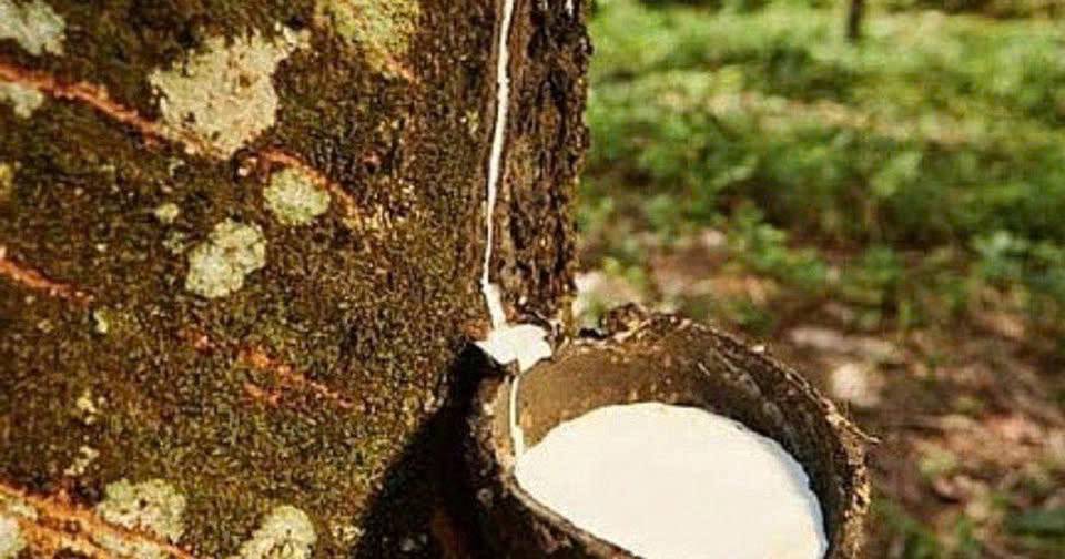 CAO SU BỨT LÊN MẠNH, SÀN NHẬT CHẠM ĐỈNH 1,5 NĂM. ⚪ Giá cao su quốc tế đang tăng khá mạnh trong đầu tuần,  ...