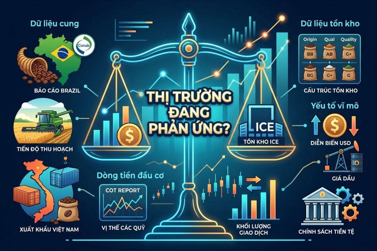 Tồn kho thấp nhưng giá cà phê vẫn giảm: Định giá sai?