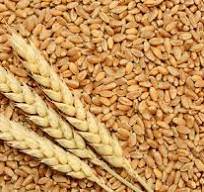 Cơ hội đầu tư lúa mì nổi lên khi bất ổn địa chính trị và rủi ro nguồn cung gia tăng