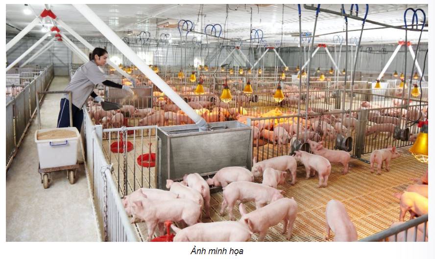 Chăn nuôi lợn trở thành động lực sinh lời vượt trội của Hòa Phát