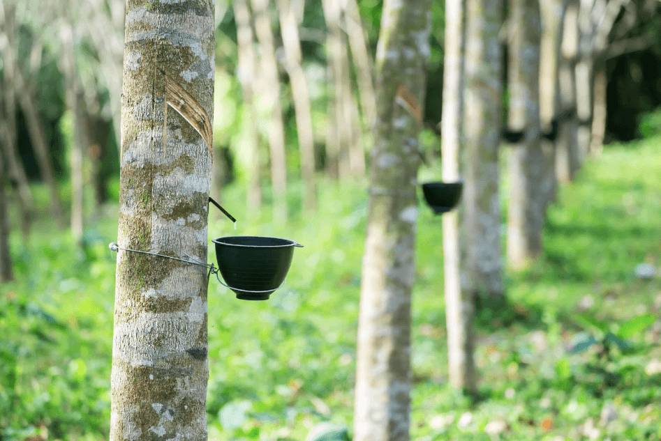 🛑Sàn Nhật Bản giảm phiên thứ sáu liên tiếp do nhu cầu từ Trung Quốc suy yếu. Thị trường cao su quốc  ...