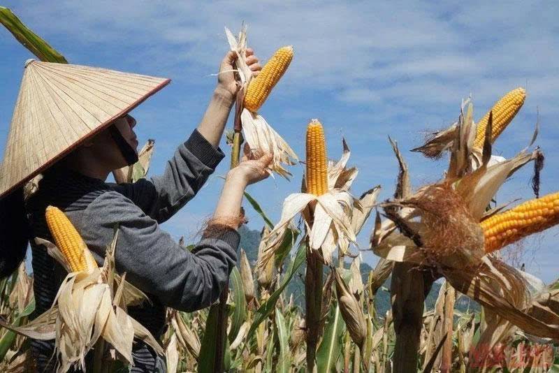Cơ hội canh mua ngô ngay bây giờ