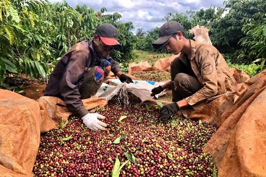 Ký quỹ cà phê tăng sốc 72% điều gì đã xảy ra. Thị trường nguyên liệu công nghiệp thế giới vừa trải qua  ...