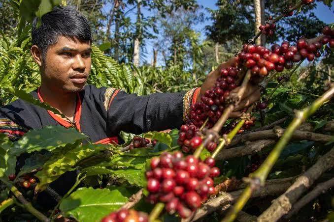 Giá cà phê Arabica quay đầu lao dốc sau phiên tăng lịch sử, Ca cao tiếp tục lập đỉnh 6 tháng. Thị trường  ...