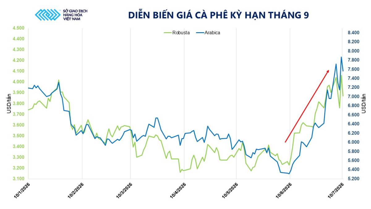Giá cà phê nối dài chuỗi tăng sang tuần thứ năm liên tiếp