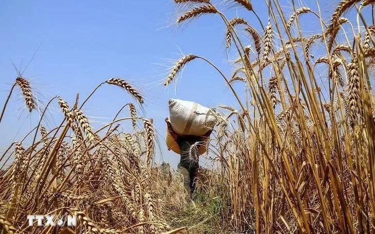 Giá lúa mì CBOT vọt lên đỉnh 2 năm: Chiến sự Biển Đen leo thang, áp lực nguồn cung năng lượng gia tăng