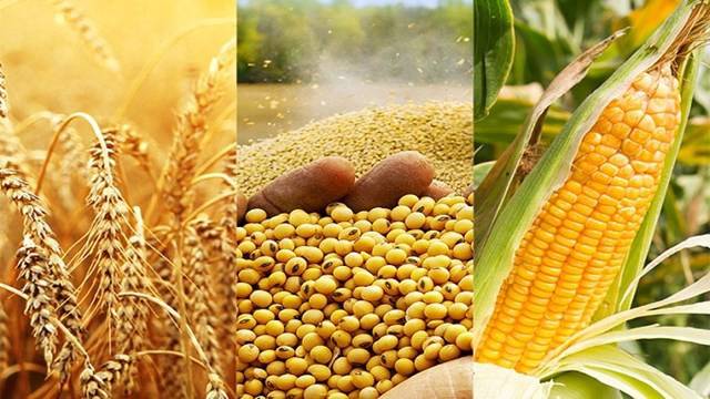 Nhận định nông sản tuần 1 tháng 8 (3/8 - 7/8) 