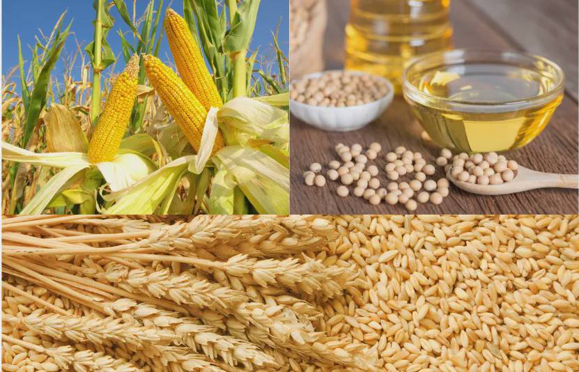 Chi phí tăng vọt, nông dân Mỹ lao đao: thị trường ngũ cốc đứng trước biến động lớn