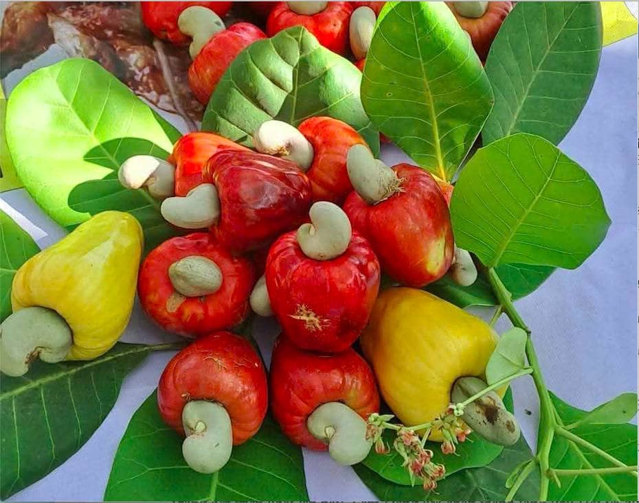 “Con đường nông sản” đưa thanh long Phú Hội, dưa lưới và hạt điều lên chuyến bay