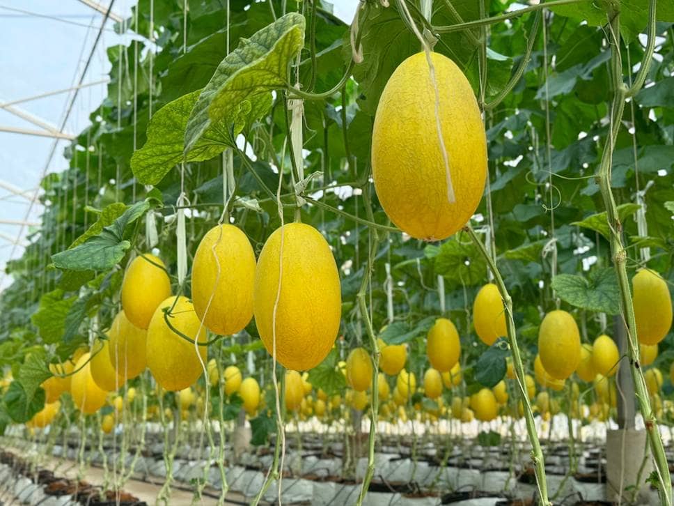 “Con đường nông sản” đưa thanh long Phú Hội, dưa lưới và hạt điều lên chuyến bay